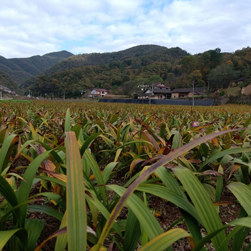 湖南白芨種植戶